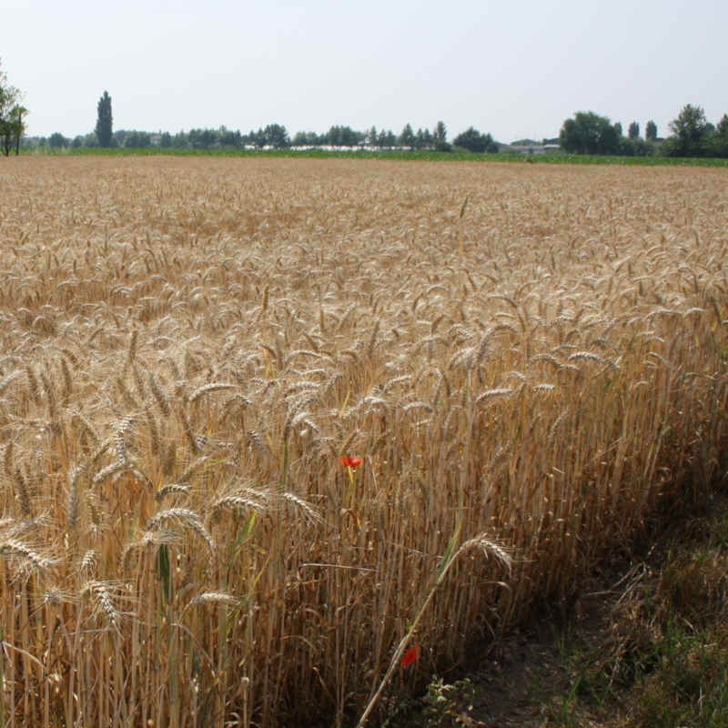 Le speciali: Macinata a pietra bio tipo 1 Biologica