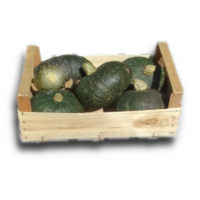 zucca varietà Delica