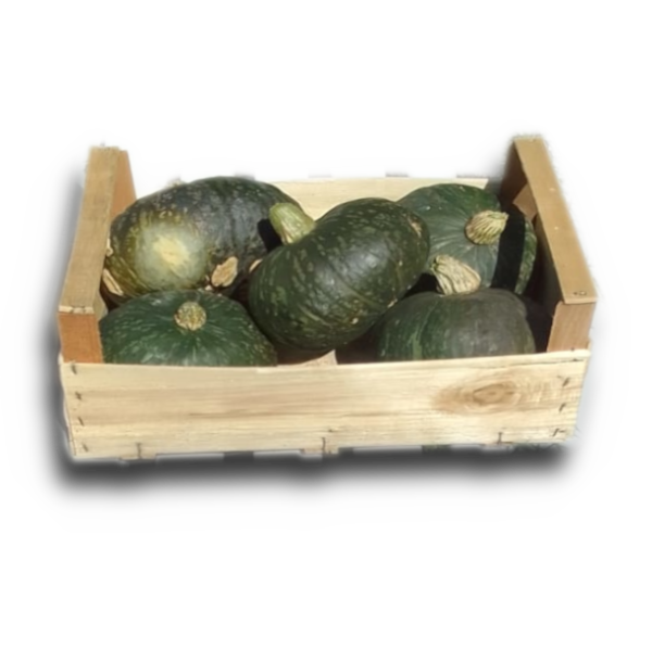 zucca varietà Delica