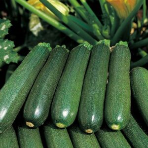 zucchine biologiche varietà verde scuro