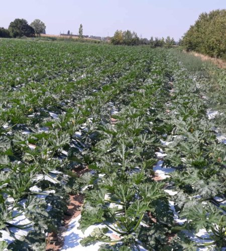 zucchine bio in pieno campo