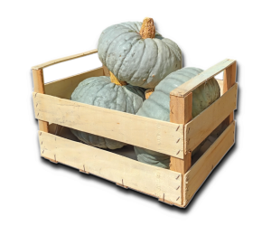 zucca mantovane - cassetta da 12 kg