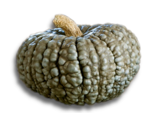 zucca marina di Chioggia